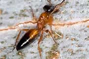 Strobe Ant (Opisthopsis rufithorax) (Opisthopsis rufithorax)
